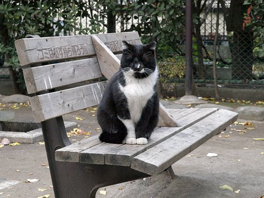 太田区のねこ