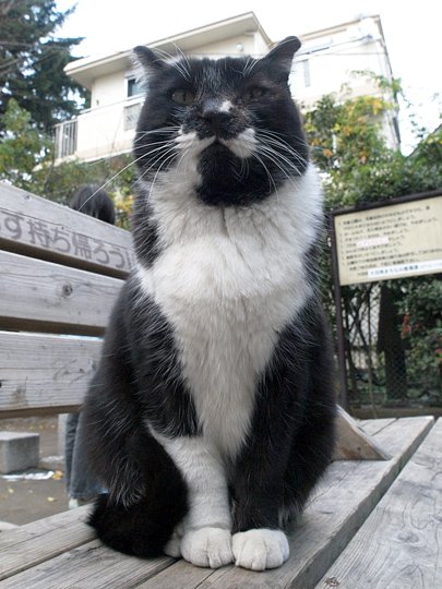 太田区のねこ