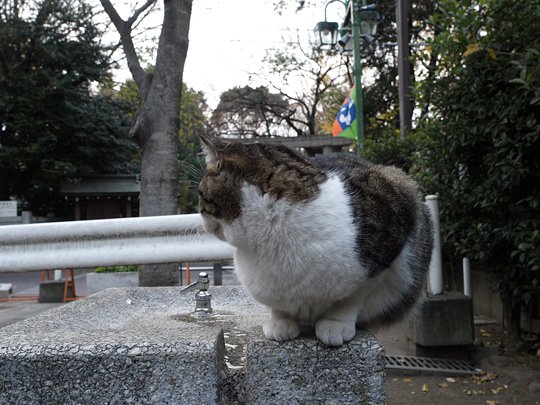 太田区のねこ