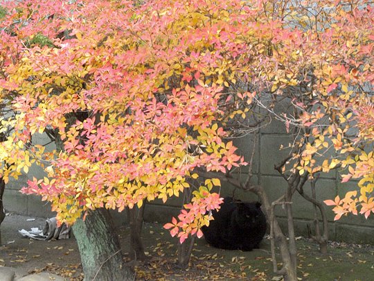 太田区のねこ