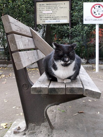 太田区のねこ