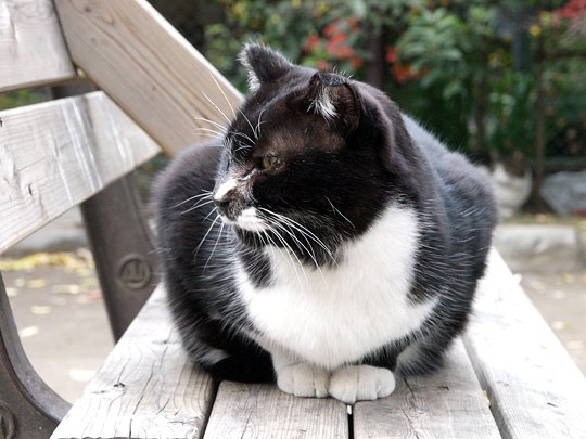 太田区のねこ