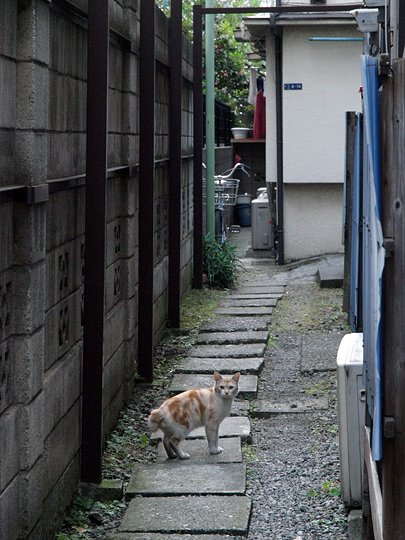 太田区のねこ