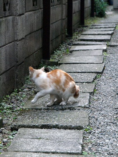太田区のねこ