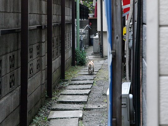 太田区のねこ