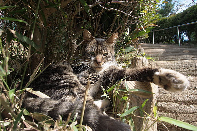 太田区のねこ