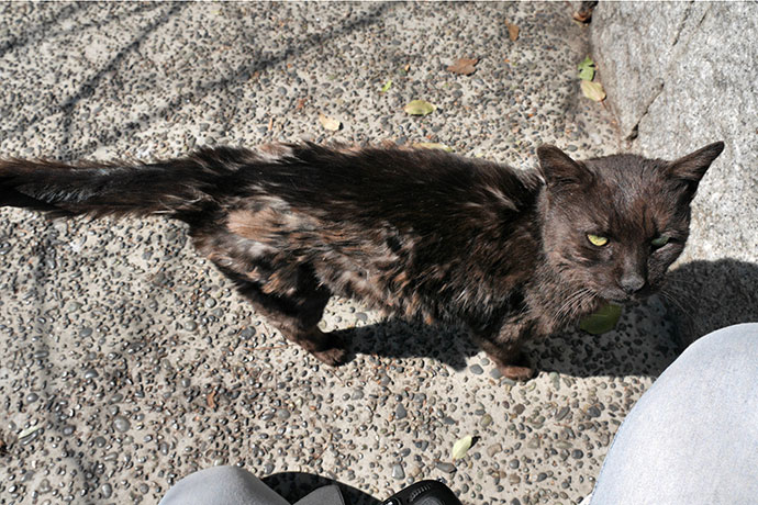 太田区のねこ