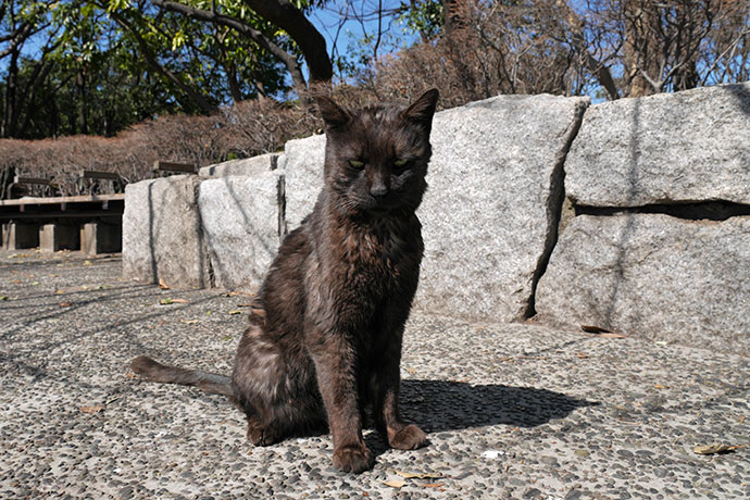 太田区のねこ