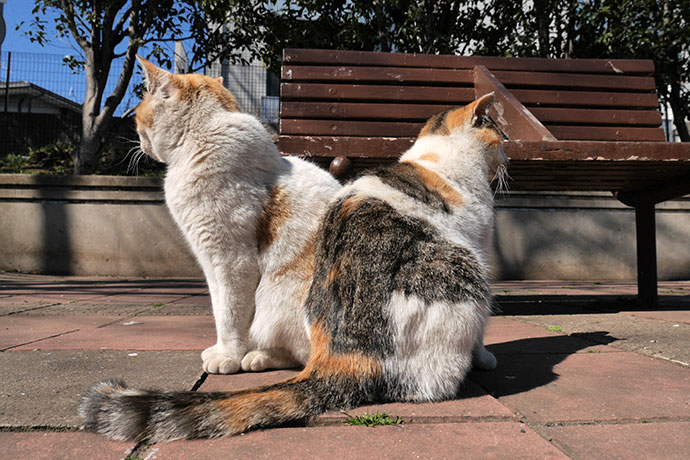 太田区のねこ