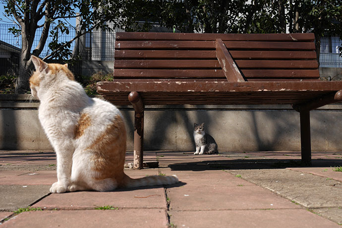 太田区のねこ