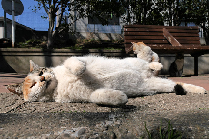太田区のねこ