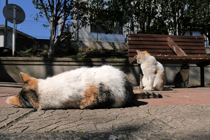 太田区のねこ