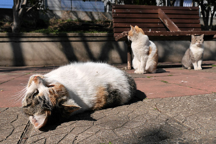 太田区のねこ
