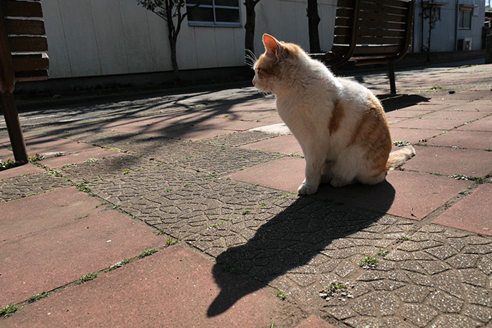太田区のねこ