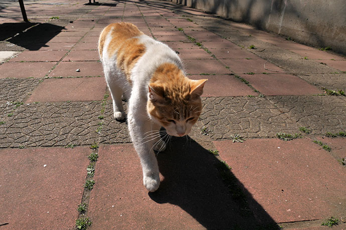 太田区のねこ