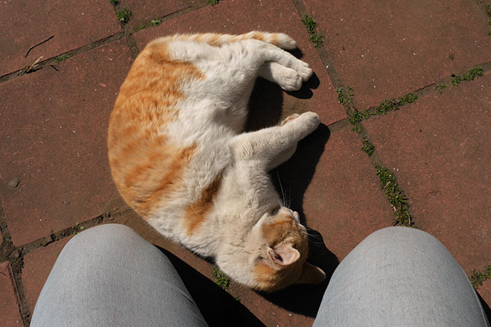 太田区のねこ