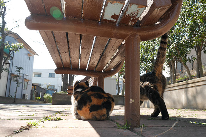 太田区のねこ