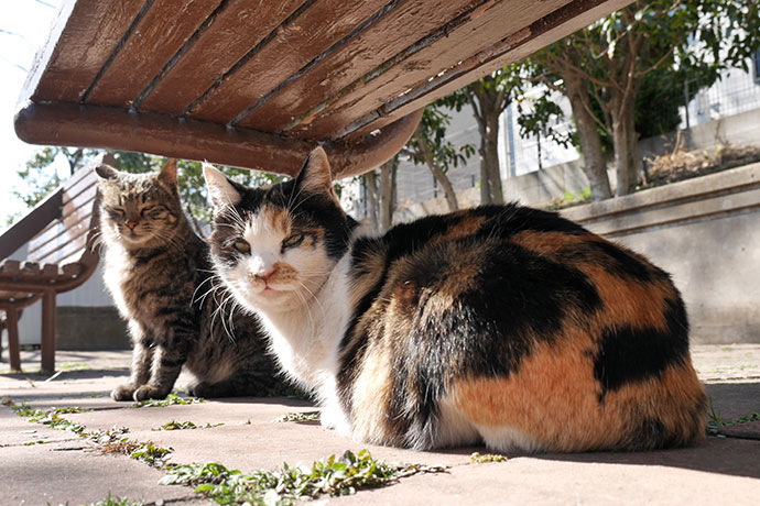 太田区のねこ