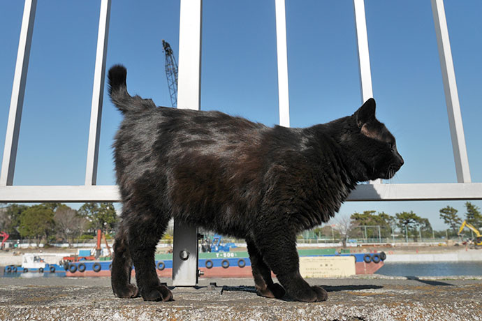 太田区のねこ
