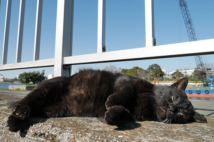 太田区のねこ