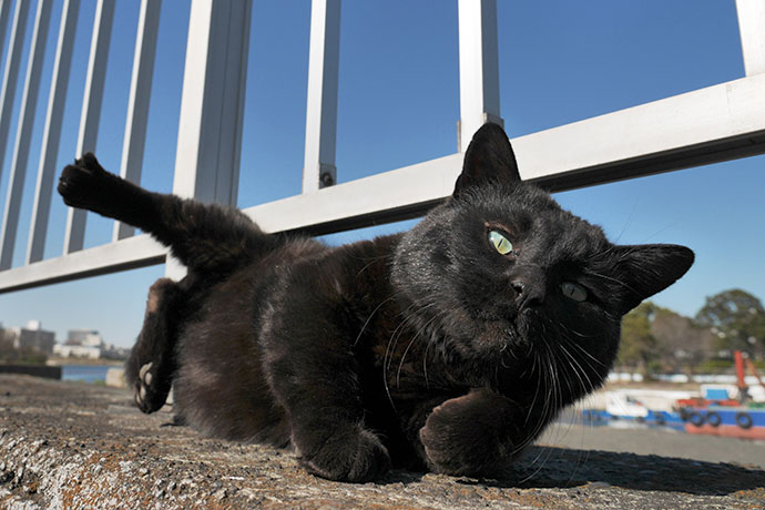 太田区のねこ