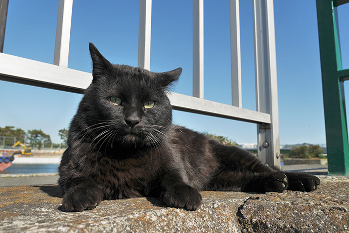 太田区のねこ