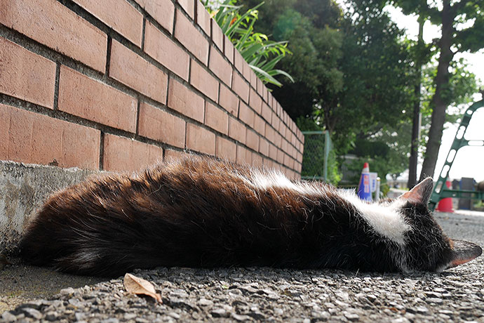 太田区のねこ