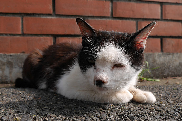 太田区のねこ