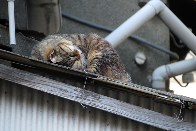 太田区のねこ