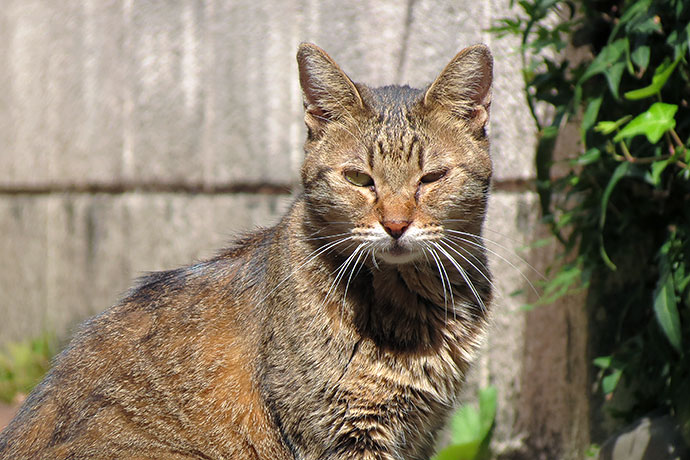 太田区のねこ