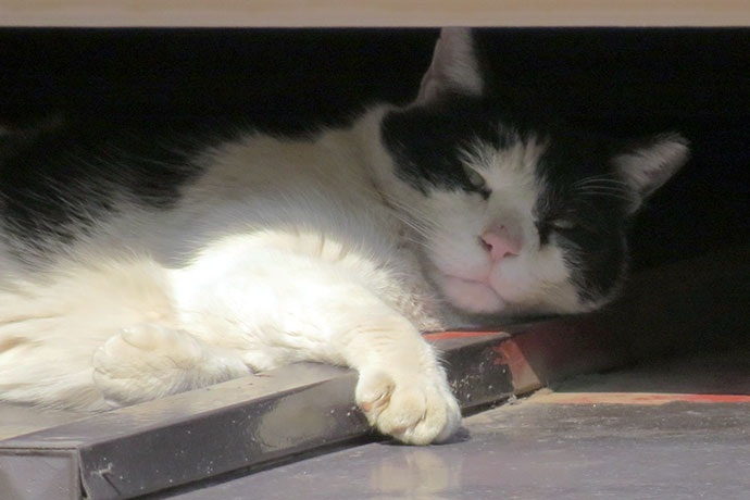 太田区のねこ