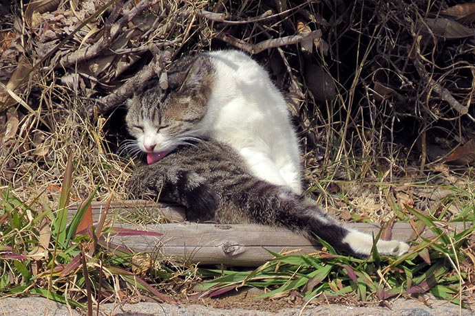 太田区のねこ