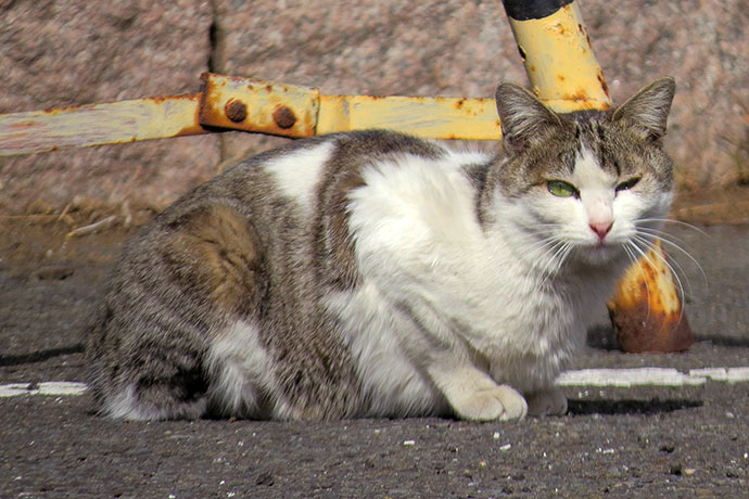 太田区のねこ
