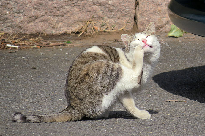 太田区のねこ