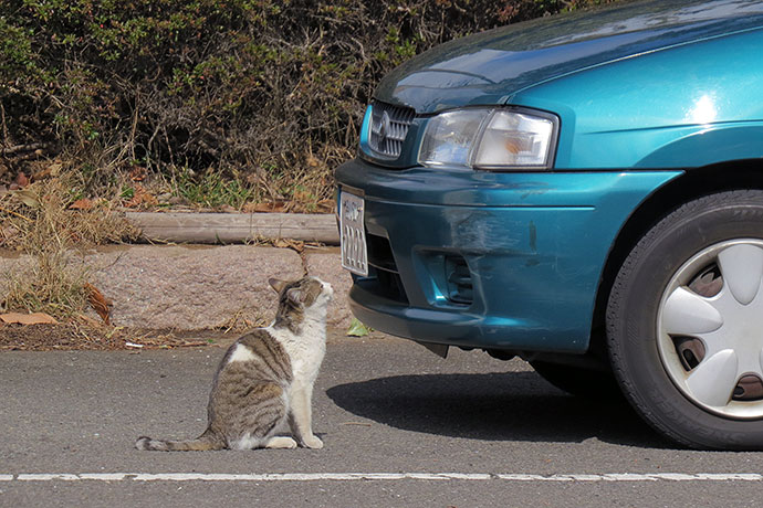 太田区のねこ