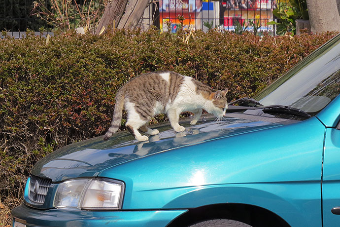 太田区のねこ