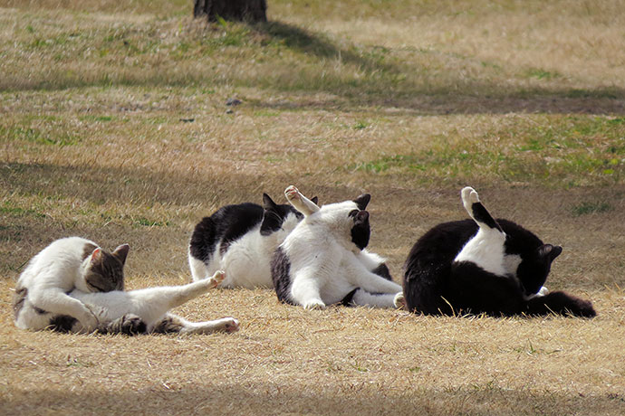 太田区のねこ