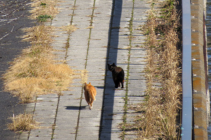 太田区のねこ