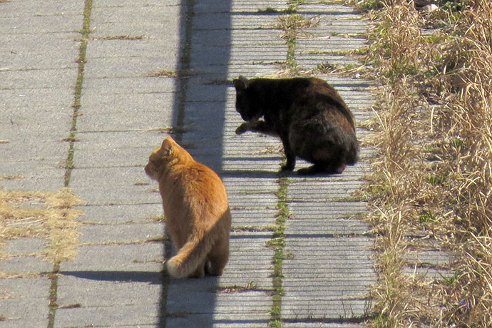 太田区のねこ