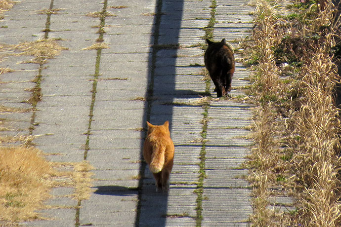 太田区のねこ