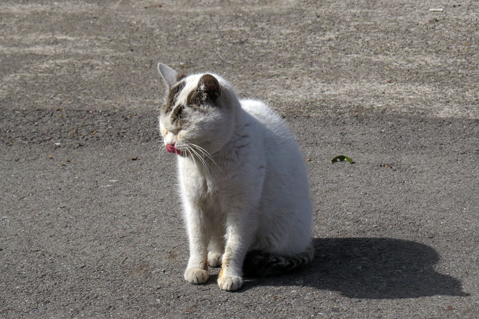 太田区のねこ