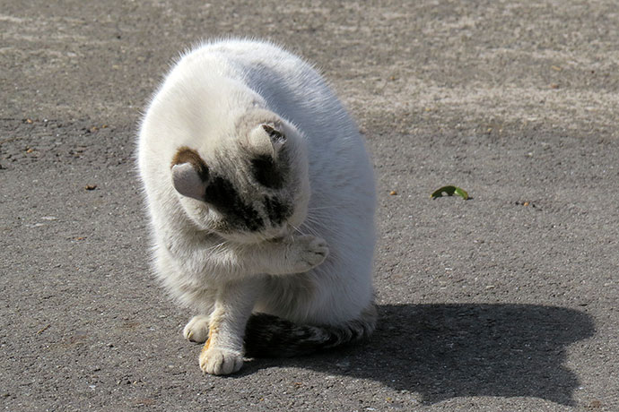 太田区のねこ