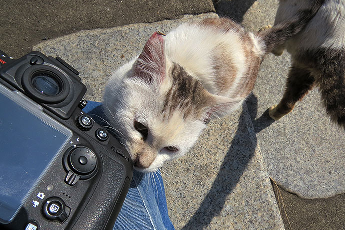 太田区のねこ