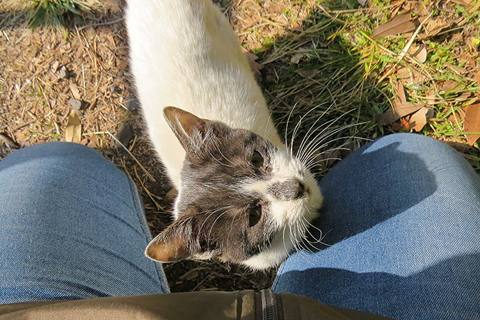 太田区のねこ