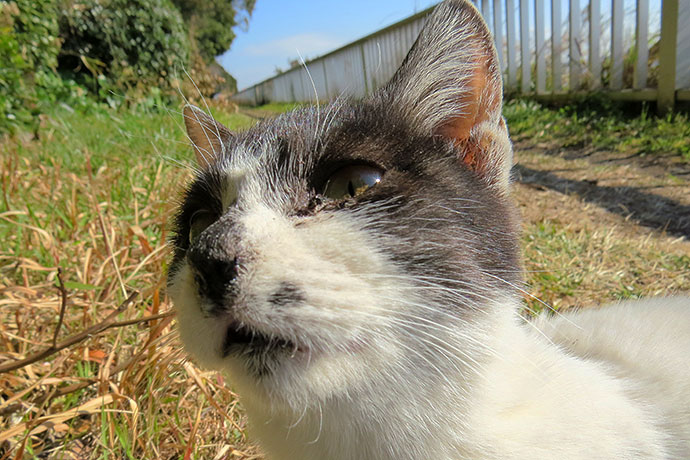 太田区のねこ