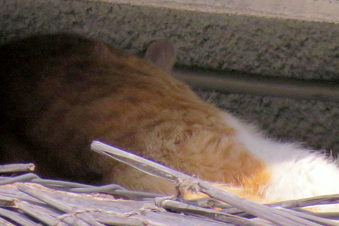 太田区のねこ