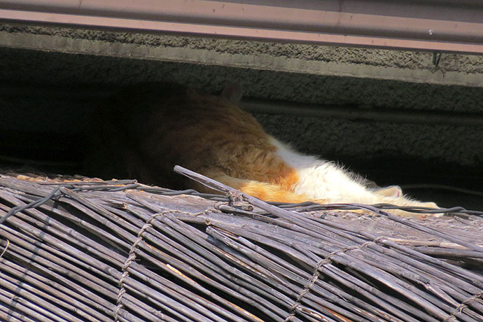 太田区のねこ