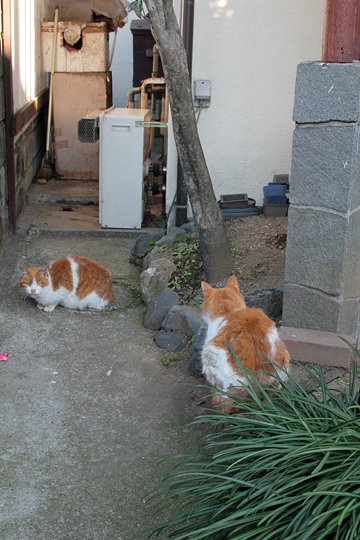 街のねこたち