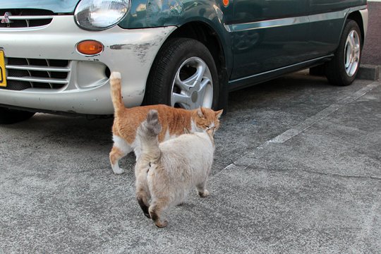街のねこたち