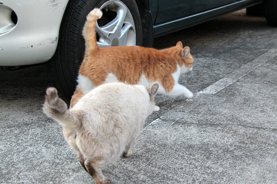 街のねこたち